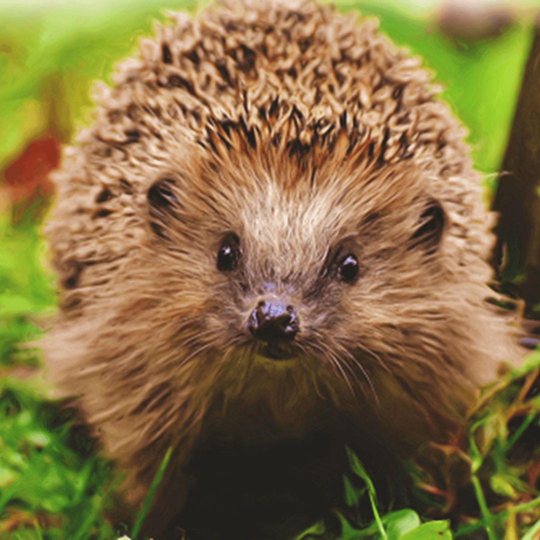 Six easy tips to care for hedgehogs Spotty Otter